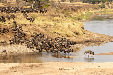 A herd of gnus crossing the Mara River in Tanzania