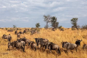 Fotobehang A herd of gnus in the Serengeti © peterralph