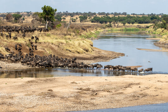 A herd of gnus crossing the Mara River in Tanzania