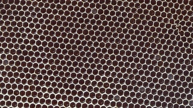 Closeup of a honeycomb with honey, rotates. Background texture and pattern of a section of wax honeycomb from a bee hive filled with honey