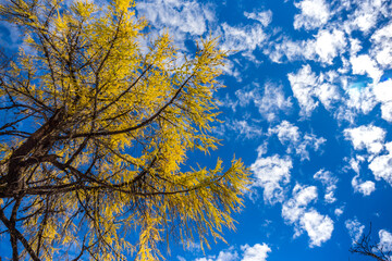 autumn scenery in Bipenggou valley InSIchuan China