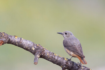 The common rock thrush (Monticola saxatilis)