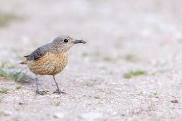 The common rock thrush (Monticola saxatilis)