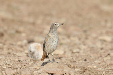 The common rock thrush (Monticola saxatilis)