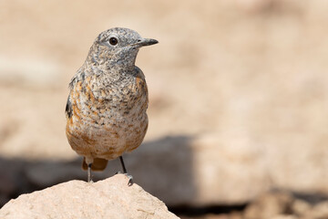 The common rock thrush (Monticola saxatilis)