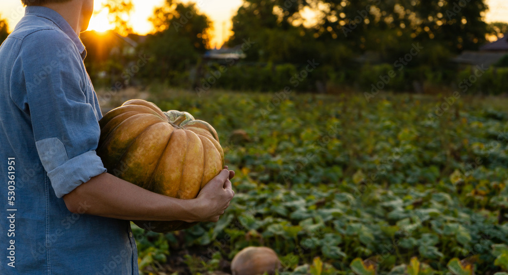 Poster Farmer with pumpkin on a field