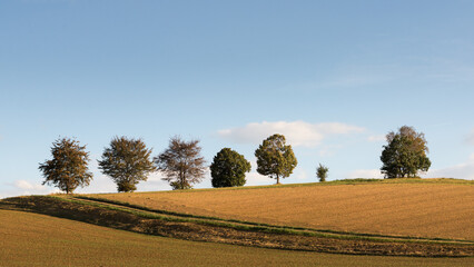 Fototapeta na wymiar Trees in a row in Burgenland