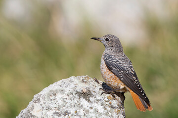 The common rock thrush (Monticola saxatilis)