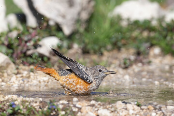 The common rock thrush (Monticola saxatilis)