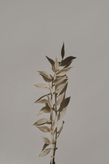 Dried grass stem with sunlight shadows on warm white background