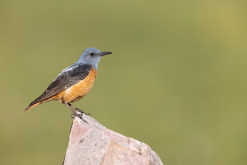 The common rock thrush (Monticola saxatilis)