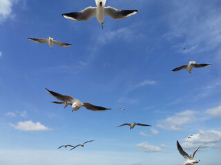 seagulls flying in the blue sky