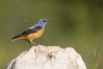 The common rock thrush (Monticola saxatilis)