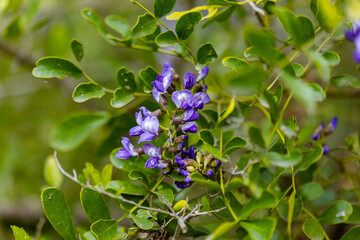 Adventures of the World