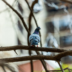 Adventures of the World