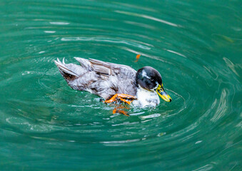 Adventures of the World