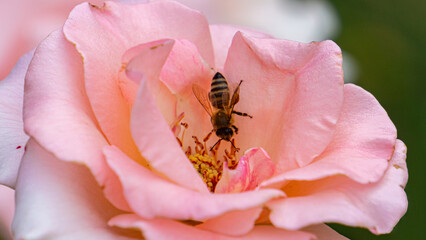 Honey bee on a pink rose during summer. Closeup macro of a bee collecting pollen from a flower. Blurred background.