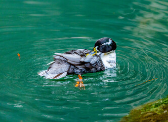 Adventures of the World