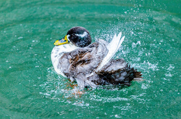 Adventures of the World