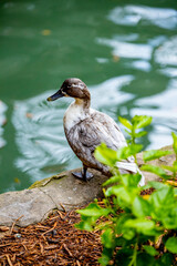 Adventures of the World