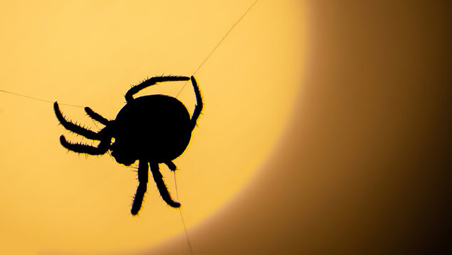 Creepy spider silhouette weaving its web at night. Closeup macro photo of arachnid and blurry orange light in the background.