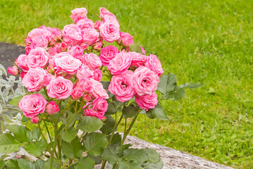Lush flowering rose spray 