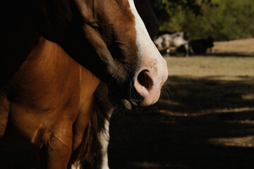 Blaze face sorrel horse closeup