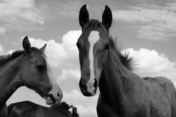 Young horse friends on rural farm with curious foals closeup in black and white.
