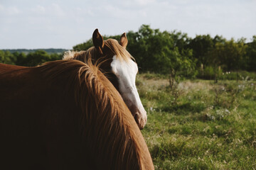 Foal horses in Texas ranch field during summer. 