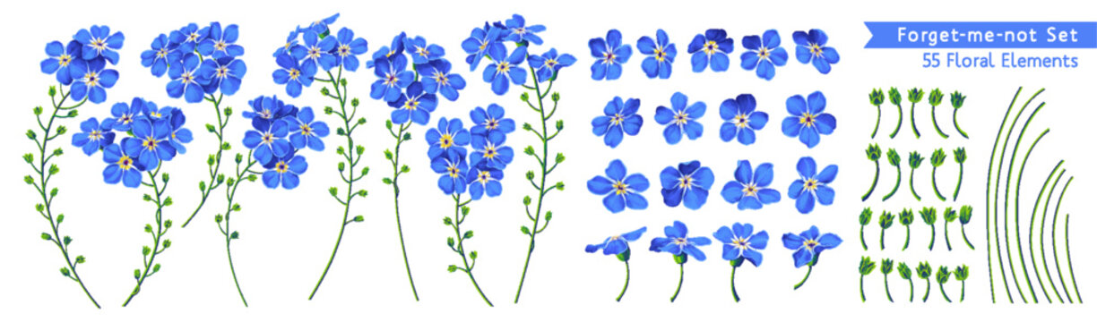 Vector set Forget-me-not flowers. Realistic, hand-drawn, detailed floral clip art elements. Ready-made flowers, individual flowers, stems and buds. Advertising, cards, banners in social networks.