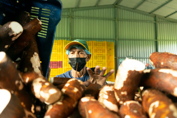 Worker sorting pieces of cassava in an artisanal plant in Nicaragua