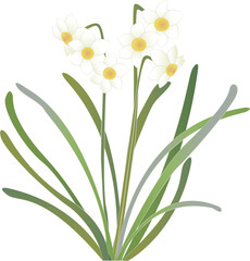 Fototapeta na wymiar Japanese retro traditional style botanic garden Narcissus