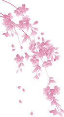 Japanese retro traditional style botanic garden plant pink sakura cherry blossom flower