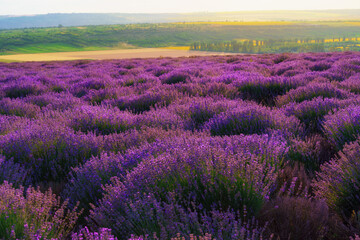 Fototapeta na wymiar a lavender field blooms on a hill, a forest in the distance, the sunset shines yellow in the sky, a beautiful summer landscape