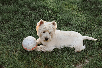 West Highland White Terrier dog with a ball on the lawn