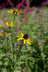 Yellow Flowers with other Flowers in the Background