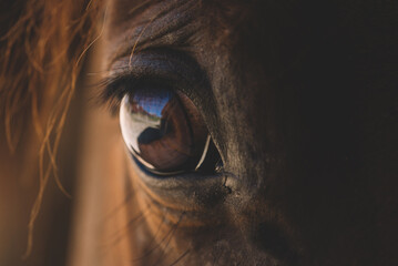 A close-up of a horse's eye
