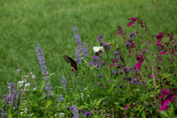 Various Flowers with Butterfly