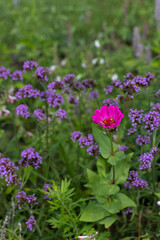 Fototapeta premium Pink Flower Surrounded by Purple Flowers 