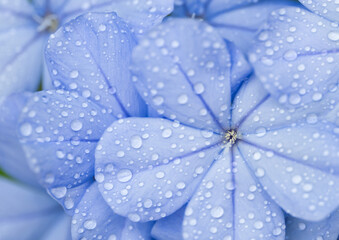 Close-up macro soft white light water drop on bright blue flowers blossom blur background.concept...