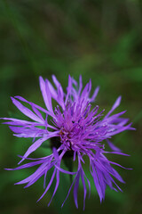 wild cornflower in the meadow 