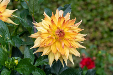 Dahlia Flowers in a Garden