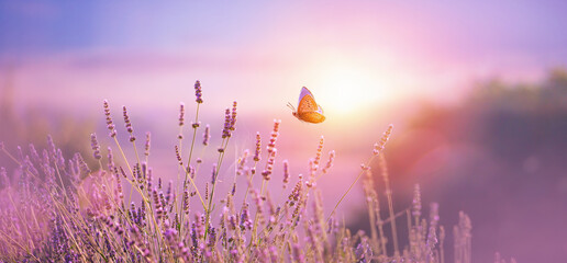 Beautiful natural pastel background. Butterfly and  flower against on a background of sunrise. - 530365318