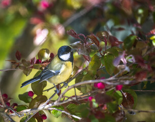 Great Tit bird sitting on a tree branch