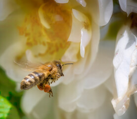 Bee flying to a white rose blossom