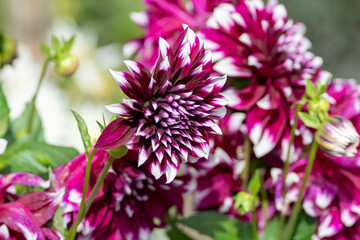Dahlia Föowers in a garden