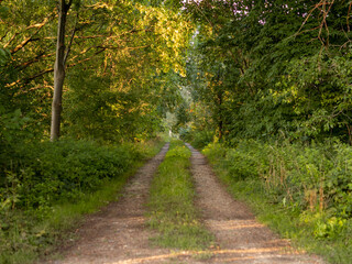 Forest road in a rural area in Germany. Dirt path with tire tracks. Big trees on the left and right...