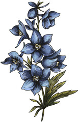 Vintage hand drawn birth month flowers, Larkspur flower, July magic floral illustration, green witch plants - 530366995