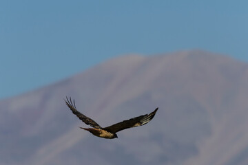 Naklejka premium Red-tail Hawk
