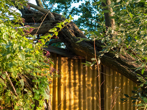 A Fallen Tree Is Lying On The Rooftop Of A Corrugated Tin Hut. The Tree Made A Dent In The Sheet Metal. The Small Building Is Damaged And Needs A Repair. A Windstorm Uprooted A Big Tree.